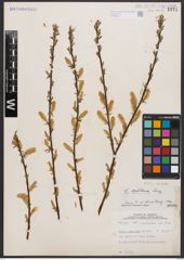 Salix bebbiana Sarg.